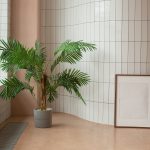 5 φυτά ιδανικά να διακοσμήσουν το μπάνιο σου!
